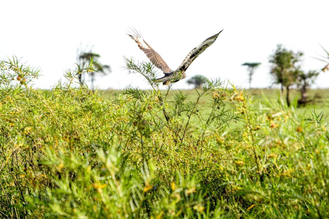 Africa Safari Serengeti Ikoma 외부 사진